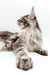 Long-haired Maine Coon kitten lounging with paws stretched out in Omega product