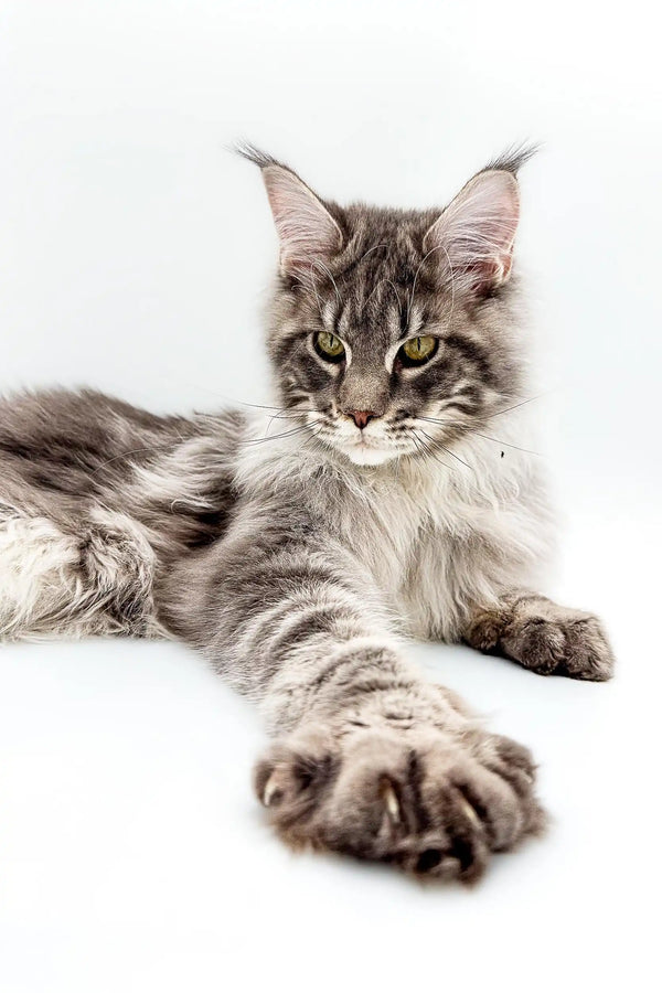 Maine Coon kitten with long fur and cute ear tufts in Omega product display