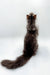 Long-haired Maine Coon kitten sitting with back to viewer, gazing upward in curiosity