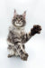 Playful Maine Coon kitten with one paw raised in an adorable pose for Omega