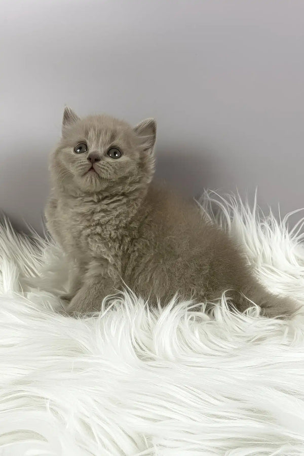 Ommi | british longhair kitten