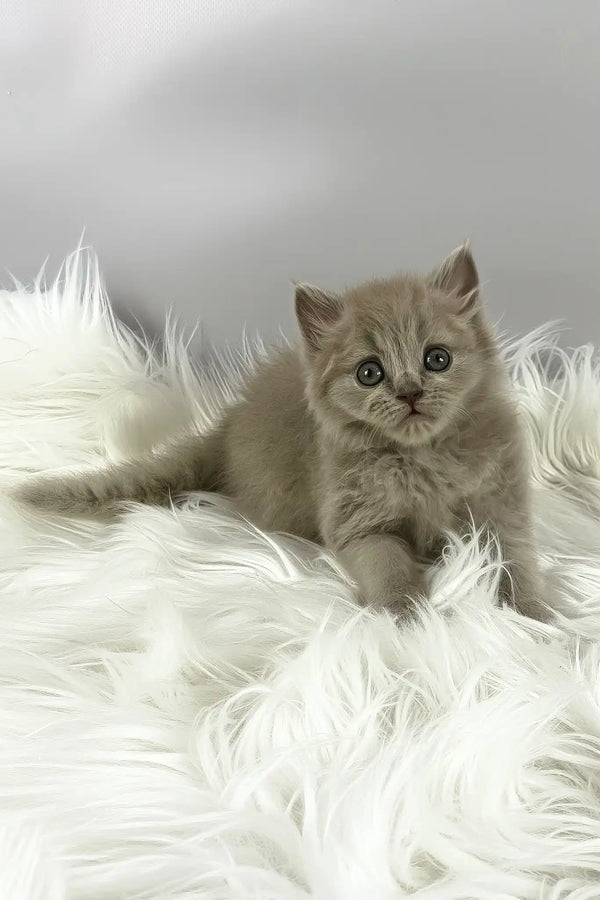 Ommi | british longhair kitten