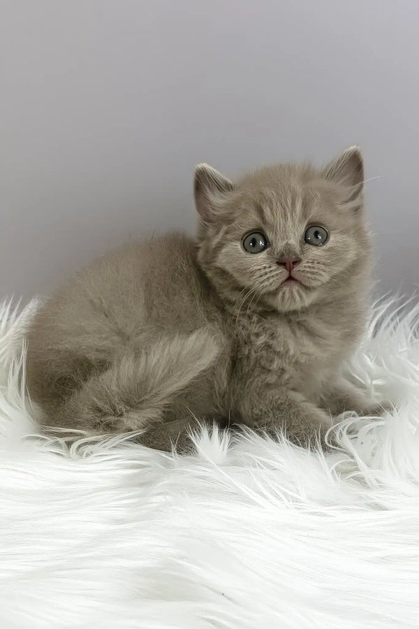 Ommi | british longhair kitten