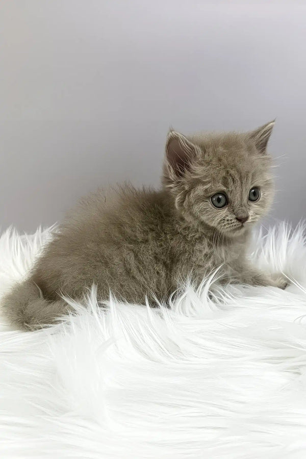 Ommi | british longhair kitten