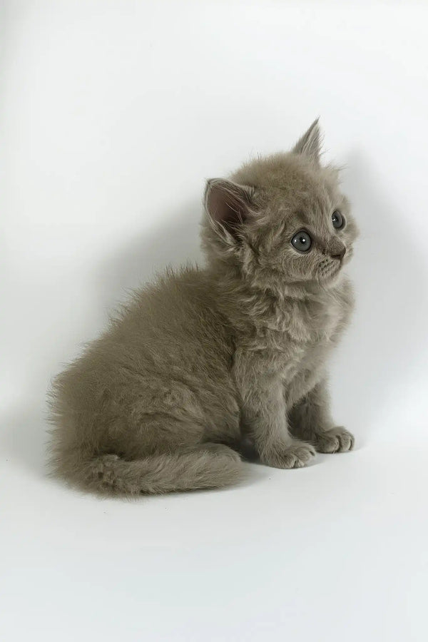 Ommi | british longhair kitten