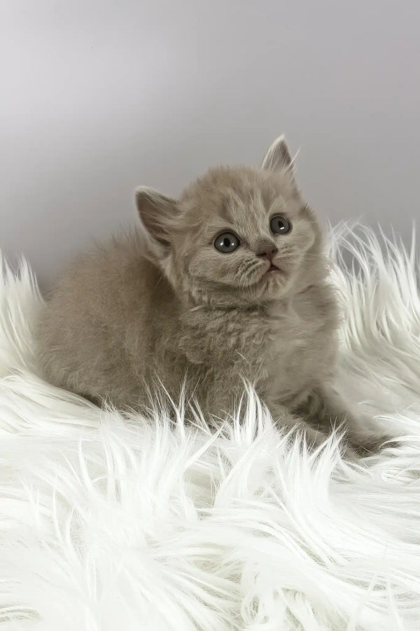 Ommi | british longhair kitten