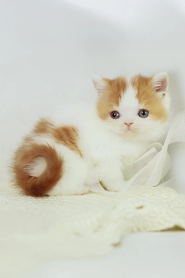 Onand | british shorthair kitten