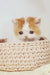 Onand | british shorthair kitten