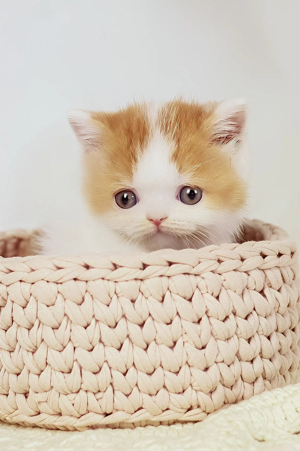 Onand | british shorthair kitten