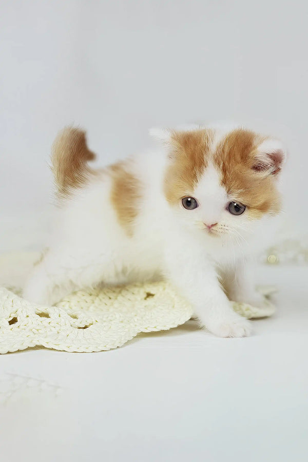 Onand | british shorthair kitten