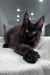 Adorable Black Maine Coon kitten featured in Onelove Polydactyl Maine Coon Kitten product