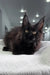 Black Maine Coon kitten with tufted ears for Onelove Polydactyl Maine Coon Kitten