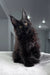 Fluffy black Maine Coon kitten from Onelove Polydactyl Maine Coon Kitten collection