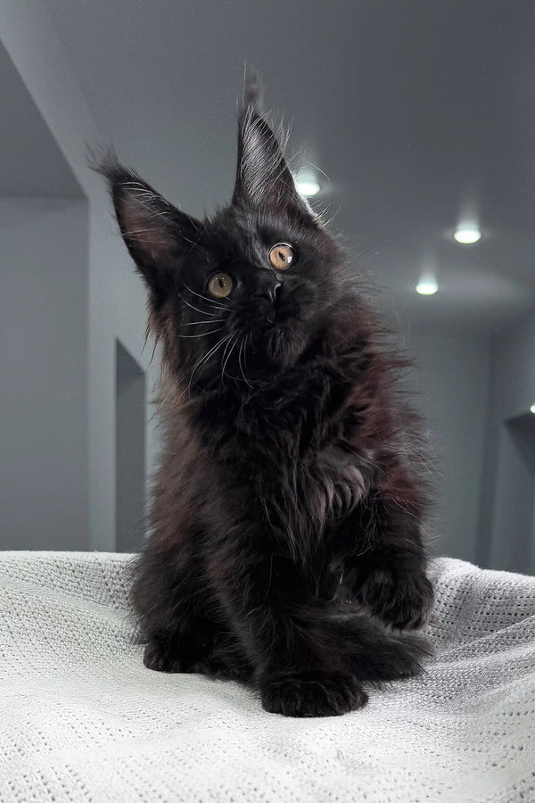 Fluffy black Maine Coon kitten from Onelove Polydactyl Maine Coon Kitten collection