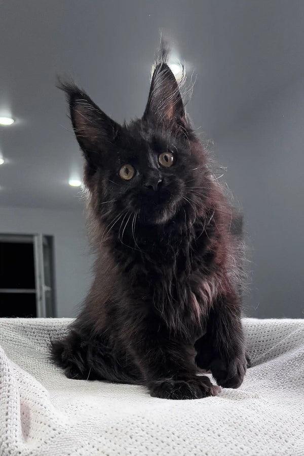 Fluffy black Maine Coon kitten from Onelove Polydactyl collection, super cute!