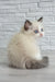 Adorable Ragdoll kitten with stunning blue eyes from Oniks Ragdoll Kitten collection