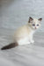 Ragdoll kitten with blue eyes in Oniks product showcasing its adorable features