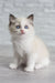 Blue-eyed white kitten Oniks from the Ragdoll breed, super cute and cuddly!