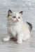 Fluffy white Ragdoll kitten with blue eyes from Oniks looking adorable and playful