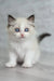 Fluffy white Ragdoll kitten named Oniks with stunning blue eyes