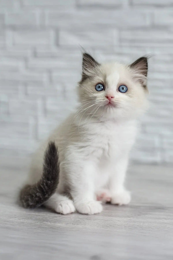 Fluffy white Ragdoll kitten named Oniks with stunning blue eyes