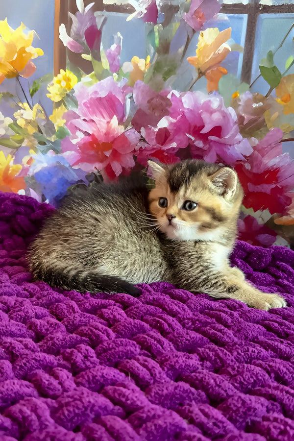 Oniks | scottish straight kitten