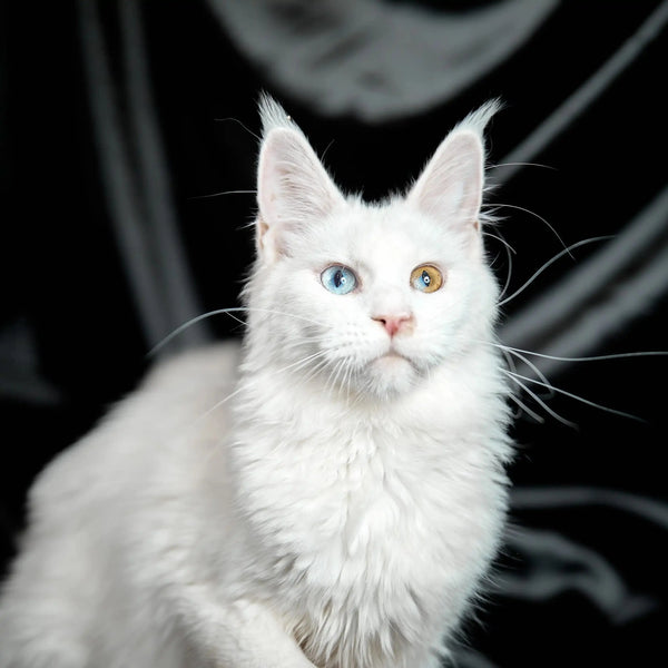 White Maine Coon kitten named Opal with heterochromatic eyes looking adorable