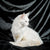 White Maine Coon kitten with long fur sitting in profile view