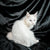 White Maine Coon kitten with piercing eyes sitting on a dark surface, perfect companion