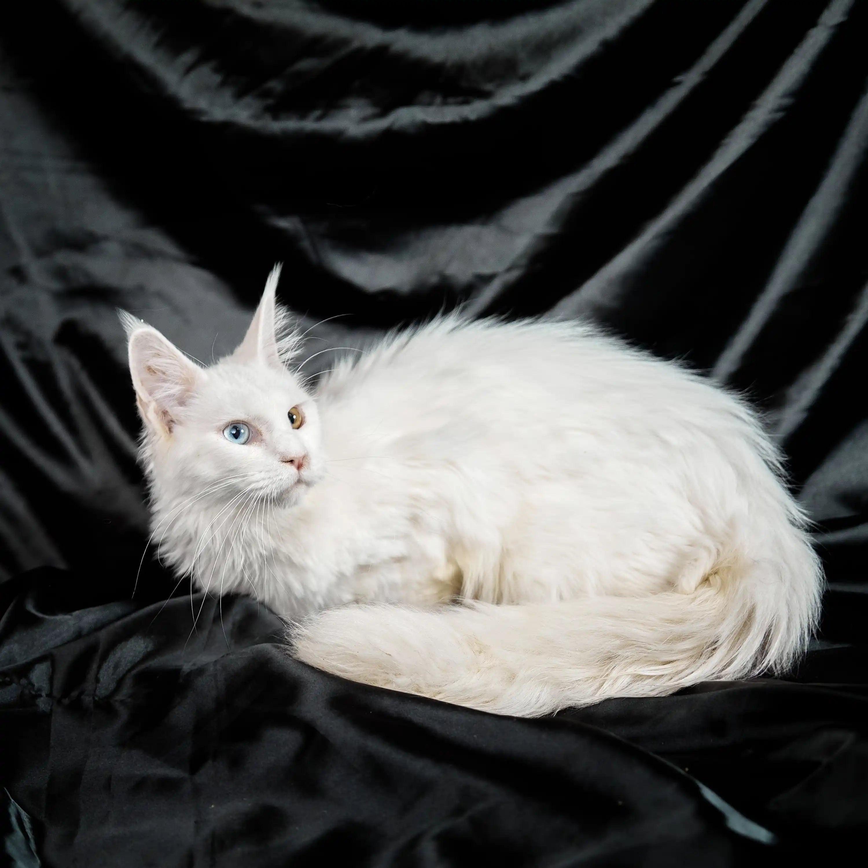 Maine Coon Kittens for Sale Opal | Kitten