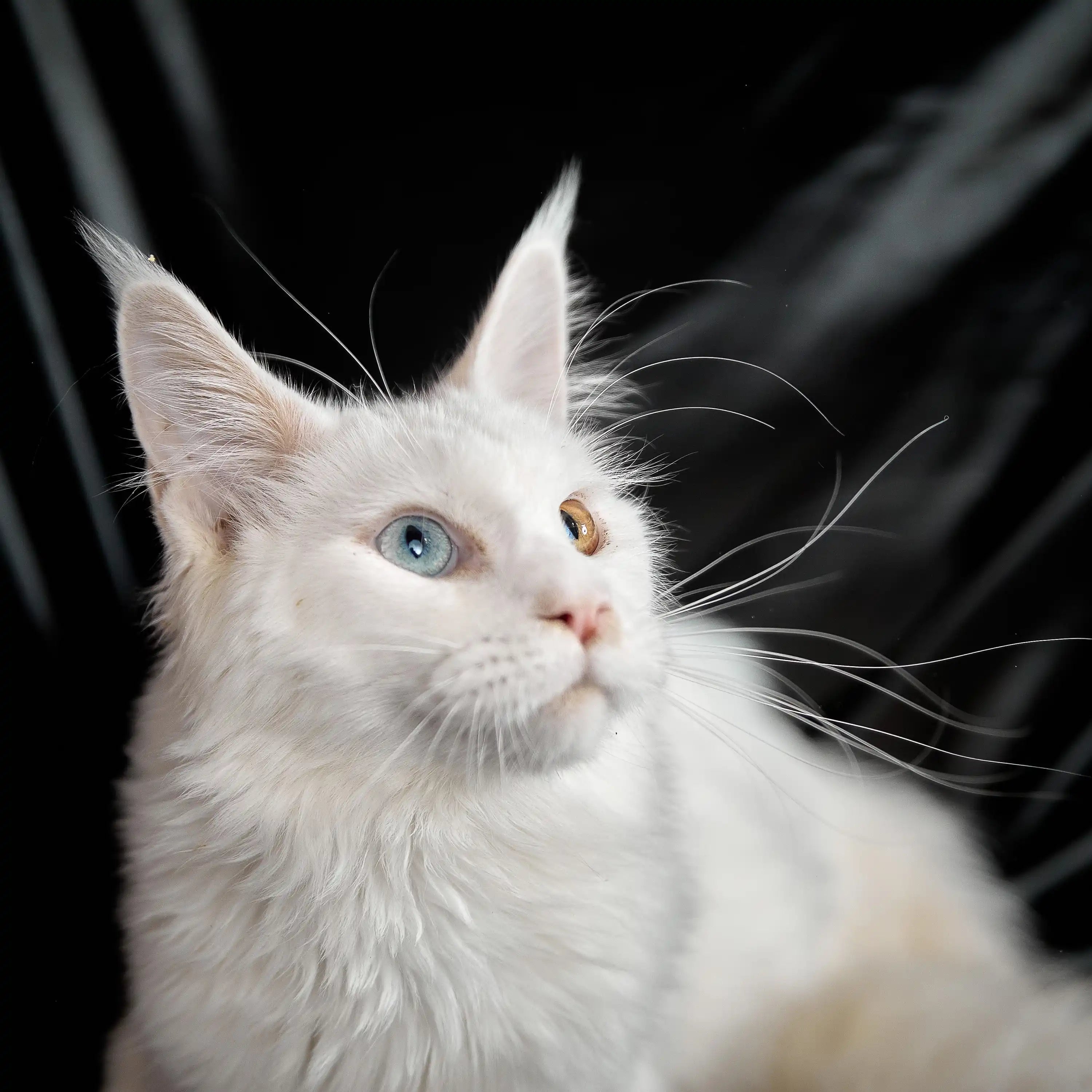 Maine Coon Kittens for Sale Opal | Kitten