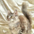 Maine Coon Kittens for Sale Ophelia | Kitten