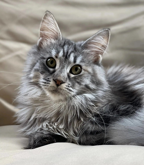 Long-haired gray tabby Maine Coon kitten Ophelia with alert green eyes and tufted ears