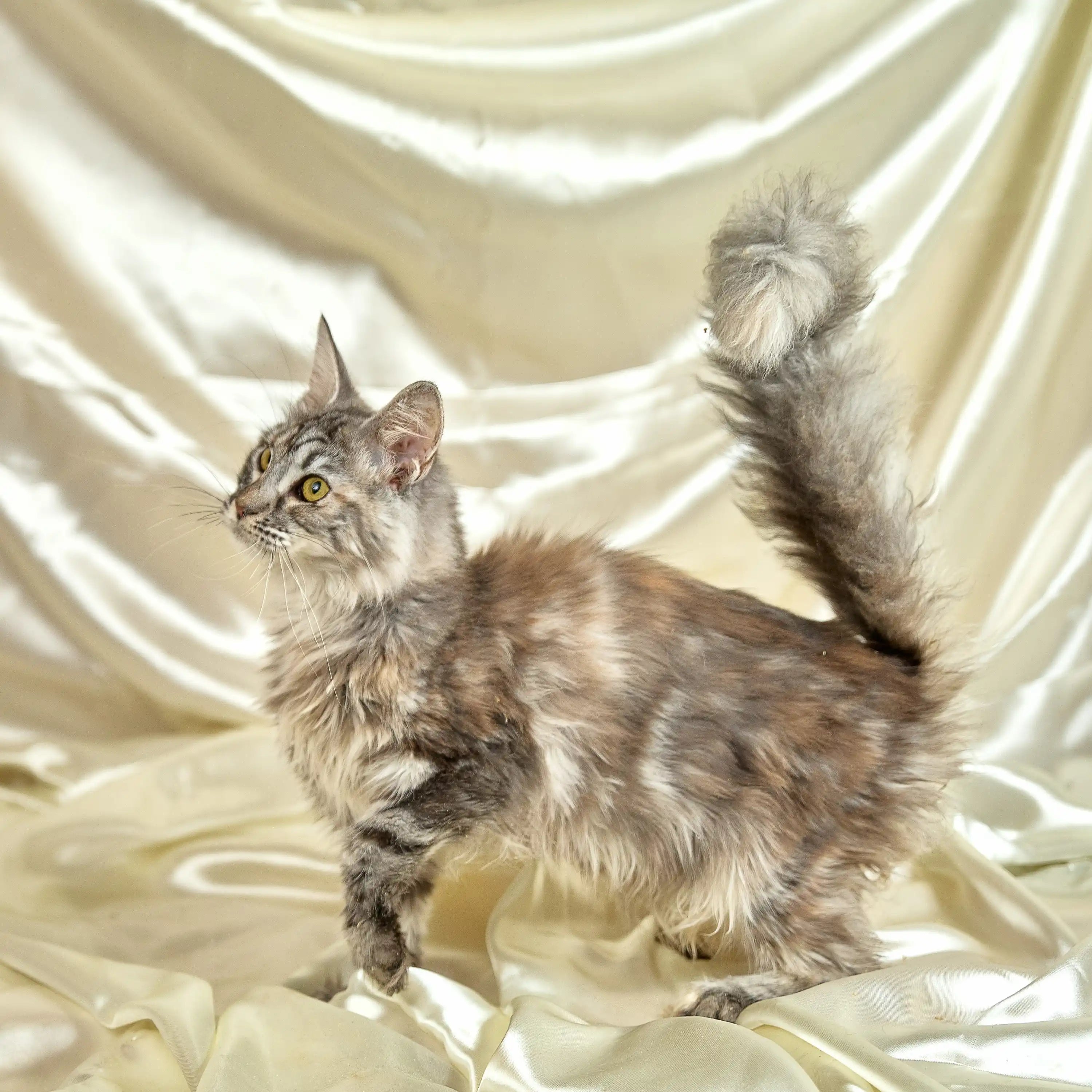 Maine Coon Kittens for Sale | Cats For Ophelia | Kitten