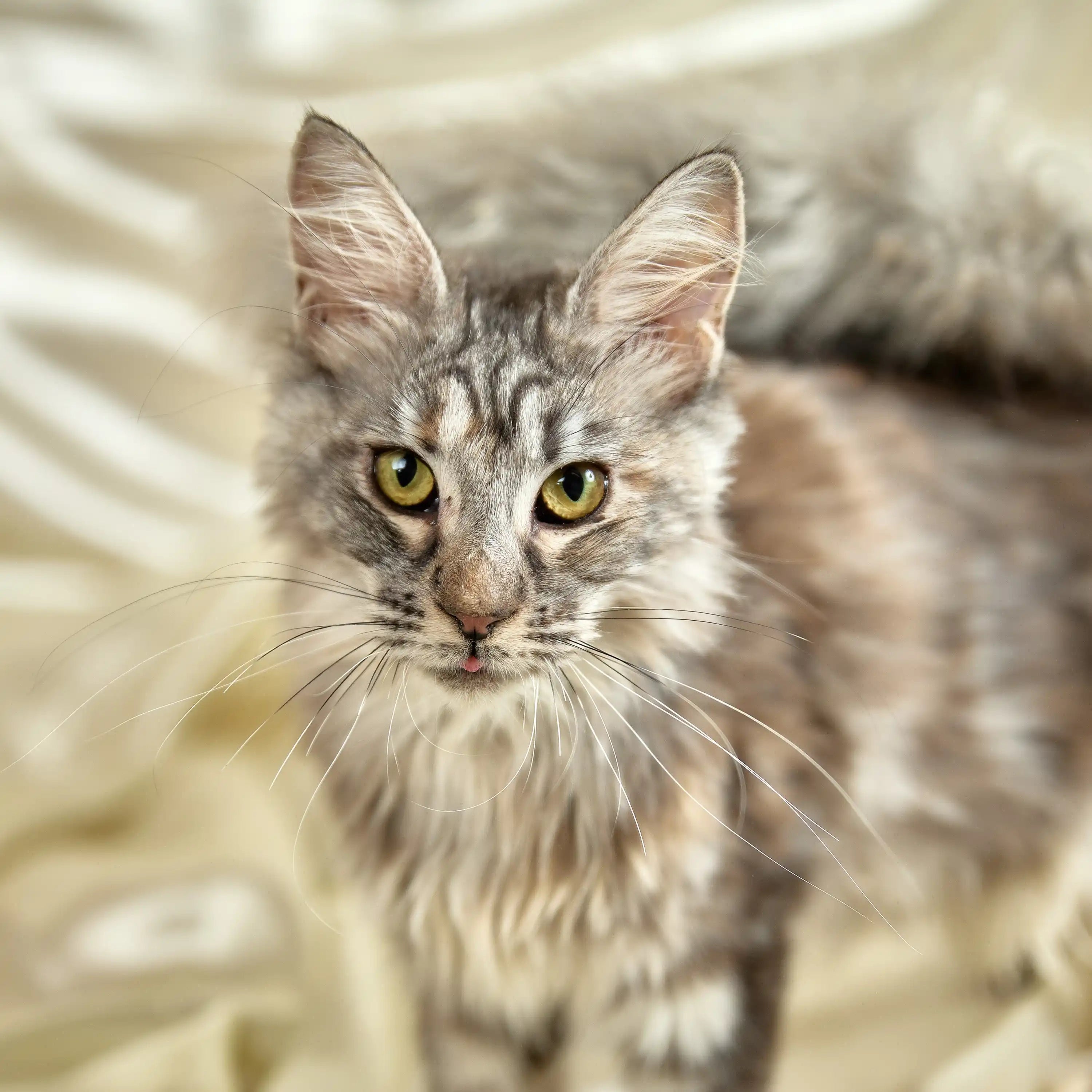Maine Coon Kittens for Sale | Cats For Ophelia | Kitten