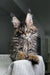 Fluffy Polydactyl Maine Coon kitten with tufted ears and big wide eyes