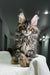 Fluffy Maine Coon kitten with green eyes and ear tufts for Ophelia, a Polydactyl Maine Coon