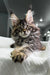 Fluffy Polydactyl Maine Coon kitten with big eyes and cute ear tufts