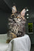 Long-haired tabby kitten with alert eyes, a fluffy fur Polydactyl Maine Coon