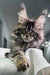 Fluffy tabby Polydactyl Maine Coon kitten with tufted ears and wide eyes