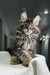 Fluffy Maine Coon kitten with wide eyes and ear tufts from Ophelia Polydactyl Maine Coons