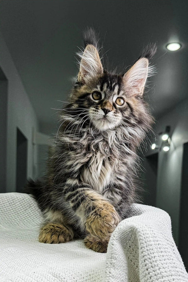 Fluffy Maine Coon kitten with wide eyes and ear tufts from Ophelia Polydactyl Maine Coons