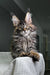 Long-haired tabby Polydactyl Maine Coon with ear tufts and alert yellow eyes