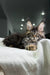 Long-haired tabby Polydactyl Maine Coon chilling on a soft white surface