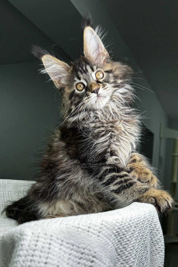 Fluffy tabby Maine Coon kitten with alert eyes, showcasing its polydactyl traits