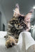 Fluffy tabby kitten with ear tufts, showcasing a playful Polydactyl Maine Coon vibe