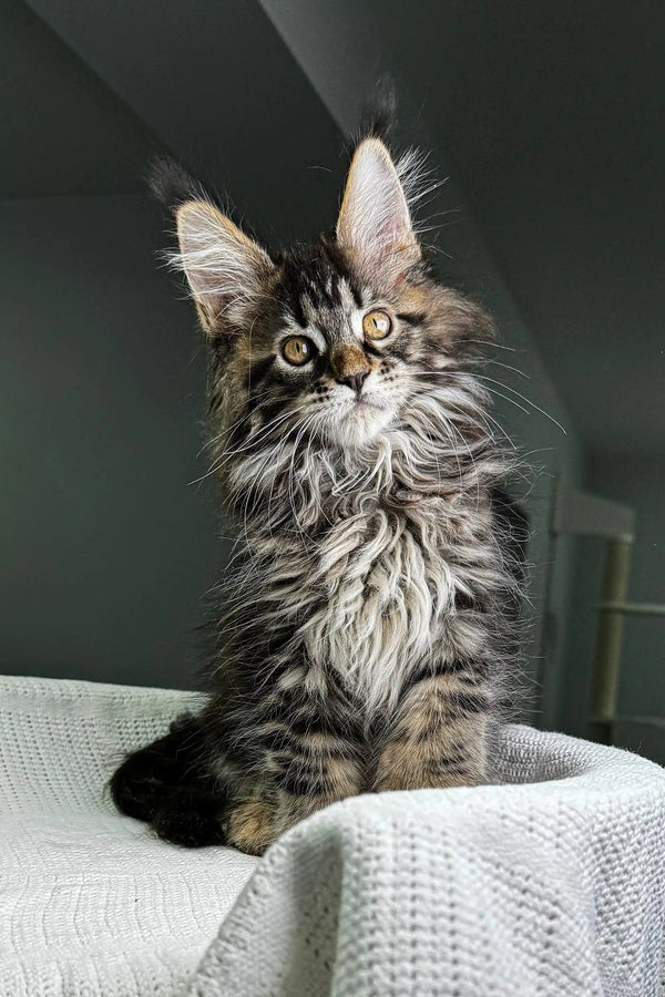 Fluffy Maine Coon kitten with green eyes and tabby coat, perfect for Polydactyl Maine lovers