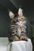 Long-haired tabby Polydactyl Maine Coon with green eyes and tufted ears