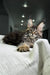 Long-haired tabby cat lounging on a white surface, showcasing a Polydactyl Maine Coon