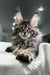 Fluffy Polydactyl Maine Coon kitten with ear tufts and wide eyes, named Ophelia